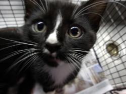 Shelter Stray Female Cat last seen , 11361 W Pico Blvd, Los Angeles, CA 90064, USA