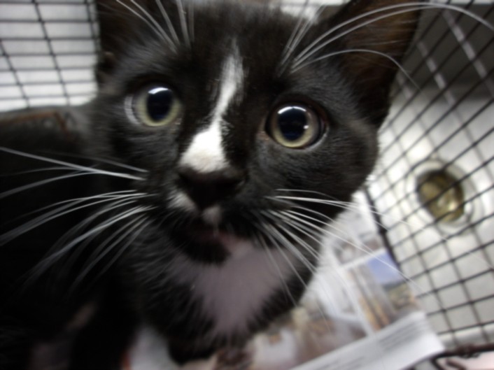 Shelter Stray Female Cat last seen , 11361 W Pico Blvd, Los Angeles, CA 90064, USA