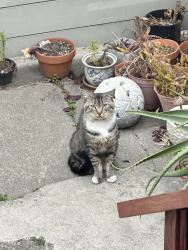 Found/Stray Unknown Cat last seen West Grand, Oakland, CA 94607