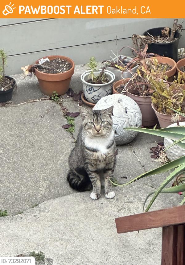 Found/Stray Unknown Cat last seen West Grand, Oakland, CA 94607