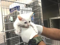 Shelter Stray Male Cat last seen Near BLOCK MICHIGAN DR, PALM DESERT, CA, 72050 Pet Land Pl, Thousand Palms, CA 92276, USA