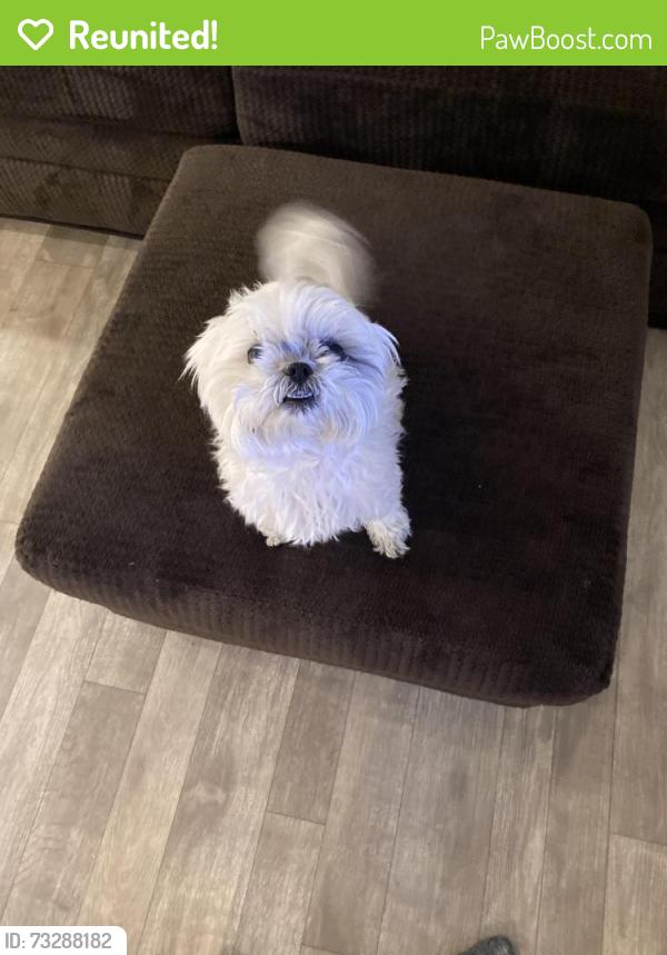 Reunited Female Dog last seen Simpson and Leon, Menifee, CA 92596