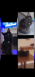 Lost Female Cat last seen sandy parker ct, Fort Smith, AR 72916