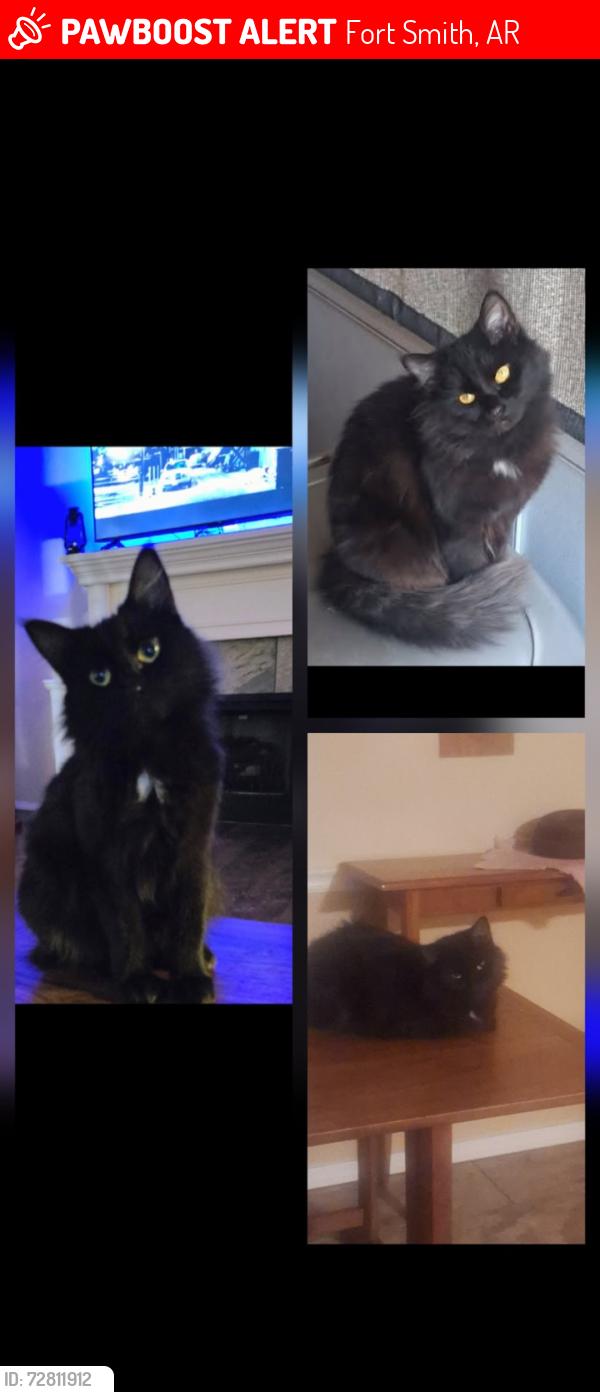 Lost Female Cat last seen sandy parker ct, Fort Smith, AR 72916