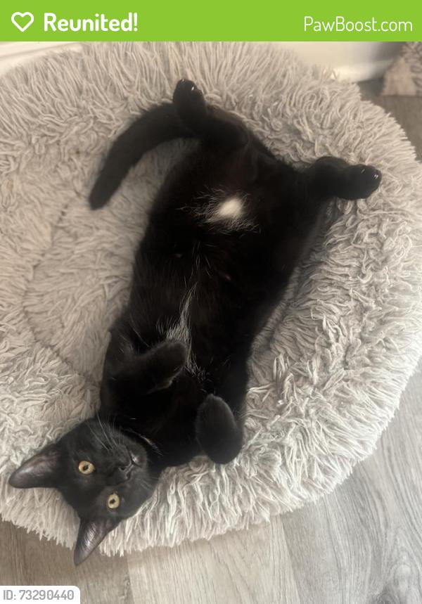Reunited Male Cat last seen Braeburn and Winrock, Montgomery, IL 60538