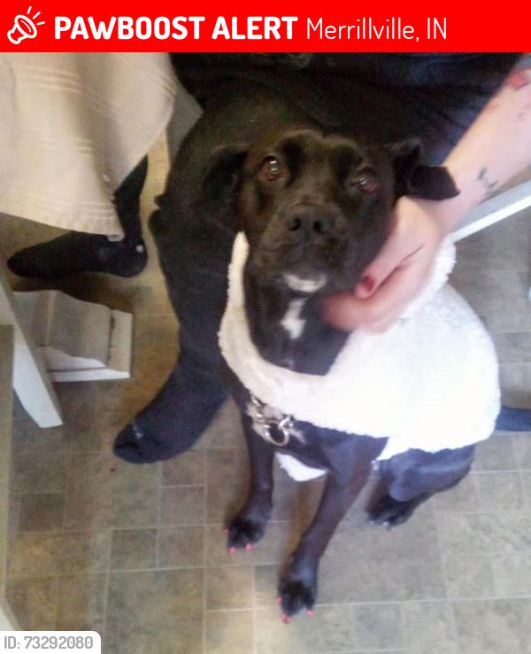 Lost Female Dog last seen Compound land 1home n land wi h campers, Merrillville, IN 46410