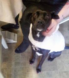 Lost Female Dog last seen Compound land 1home n land wi h campers, Merrillville, IN 46410