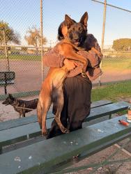 Reunited Female Dog last seen Near W 126th St, Los Angeles, CA 90047, USA, Los Angeles, CA 90047