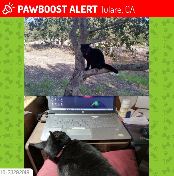Lost Female Cat last seen Tulare Walmart parking lot, Tulare, CA 93274