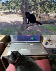 Lost Female Cat last seen Tulare Walmart parking lot, Tulare, CA 93274