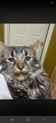 Reunited Male Cat last seen Moon Ridge Ct near Shell Ridge Dr, Fort Worth, TX 76133