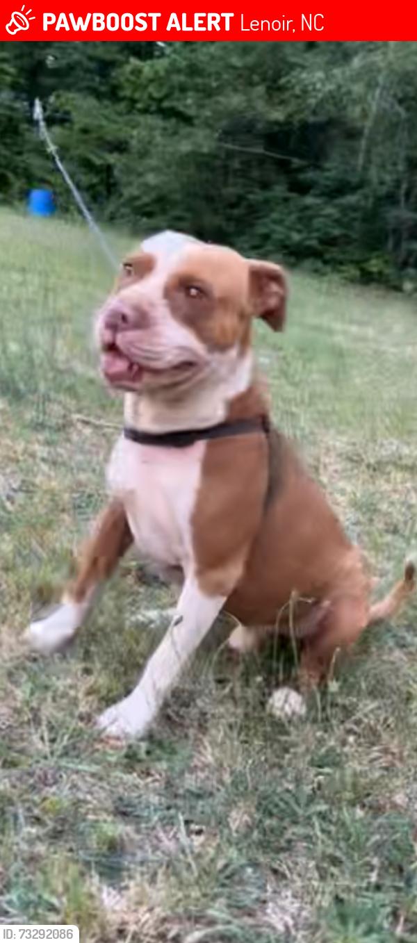 Lost Male Dog last seen Shadowbrook Drive-Smokey Creek Rd, Lenoir, NC 28645