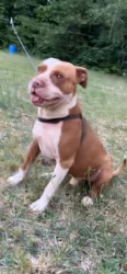Lost Male Dog last seen Shadowbrook Drive-Smokey Creek Rd, Lenoir, NC 28645