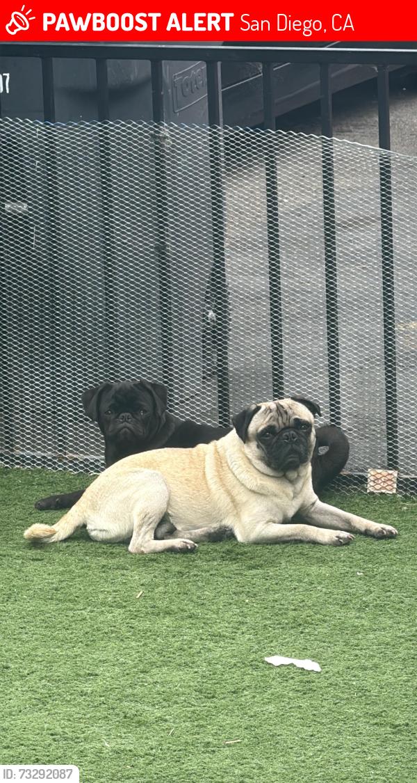 Lost Unknown Dog last seen Logan ave, San Diego, CA 92113
