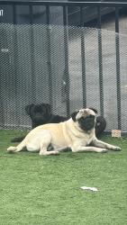 Lost Unknown Dog last seen Logan ave, San Diego, CA 92113