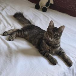 Reunited Male Cat last seen Euclid and ball, Anaheim, CA 92804
