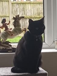 Reunited Female Cat last seen Stirchley Telford, Telford and Wrekin, England TF3 1EF