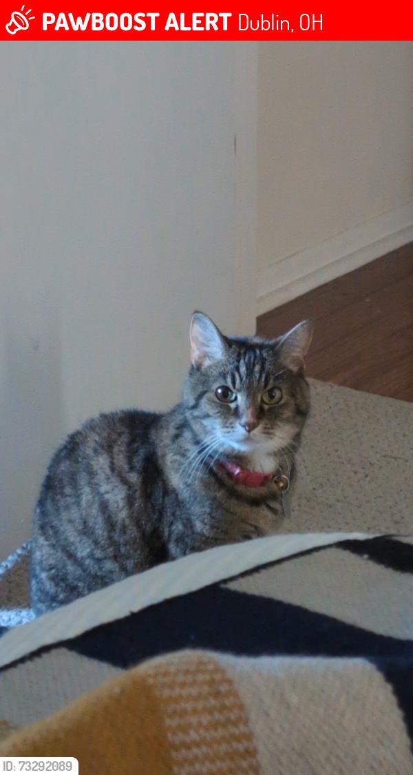 Lost Female Cat last seen Riverside Green Park, Dublin, OH 43017