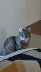 Lost Female Cat last seen Riverside Green Park, Dublin, OH 43017