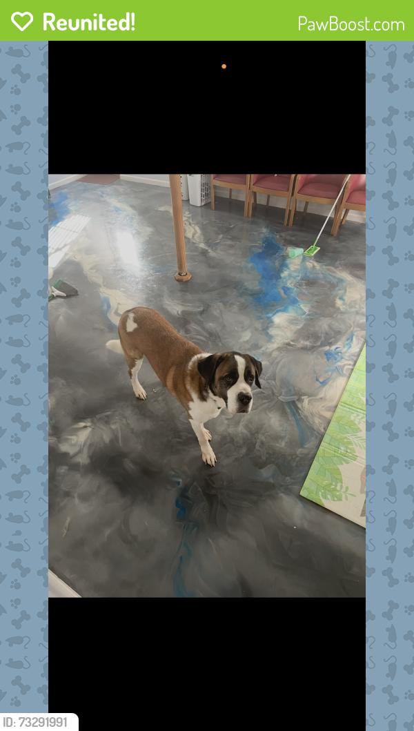 Reunited Male Dog last seen willoughby st in brentwood, Brentwood, NY 11717