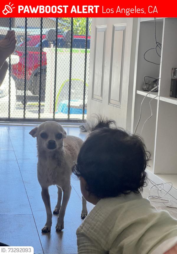 Lost Female Dog last seen Mona st, Los Angeles, CA 90059