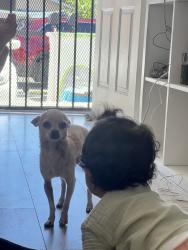 Lost Female Dog last seen Mona st, Los Angeles, CA 90059