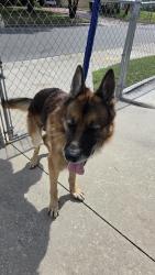 Found/Stray Male Dog last seen Rio grande y west grant st, Orlando, FL 32805
