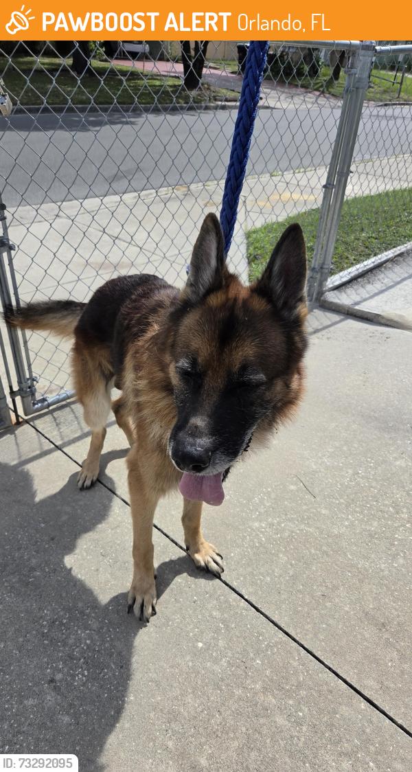 Found/Stray Male Dog last seen Rio grande y west grant st, Orlando, FL 32805