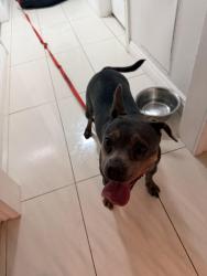 Found/Stray Female Dog last seen Willis Ave & Parthtenia, Los Angeles, CA 91402