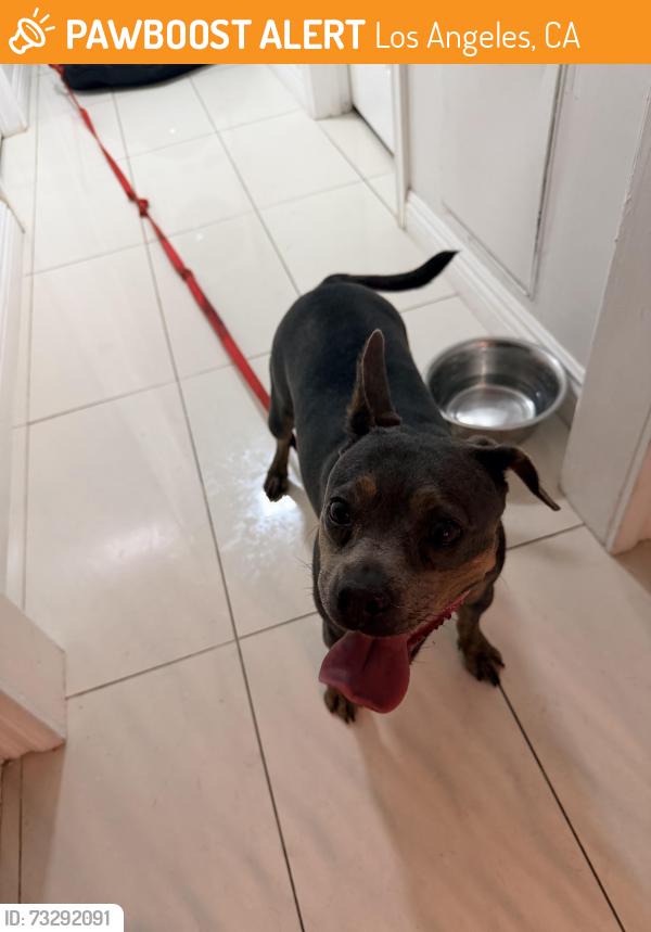 Found/Stray Female Dog last seen Willis Ave & Parthtenia, Los Angeles, CA 91402