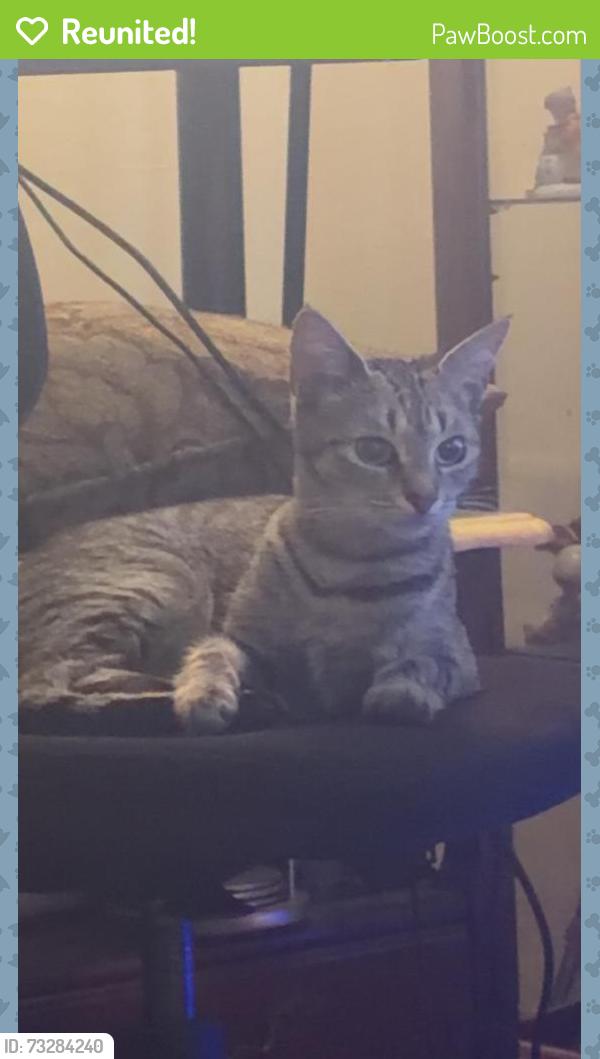 Reunited Female Cat last seen Franklin Drive, Maple Shade, NJ 08052