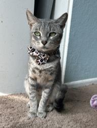 Lost Female Cat last seen Near my hse, Riverside, CA 92505