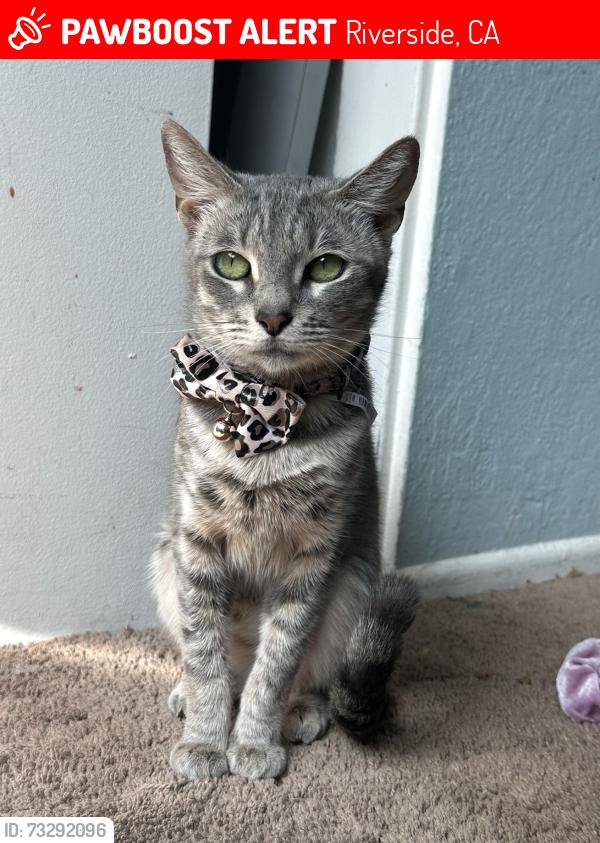 Lost Female Cat last seen Near my hse, Riverside, CA 92505