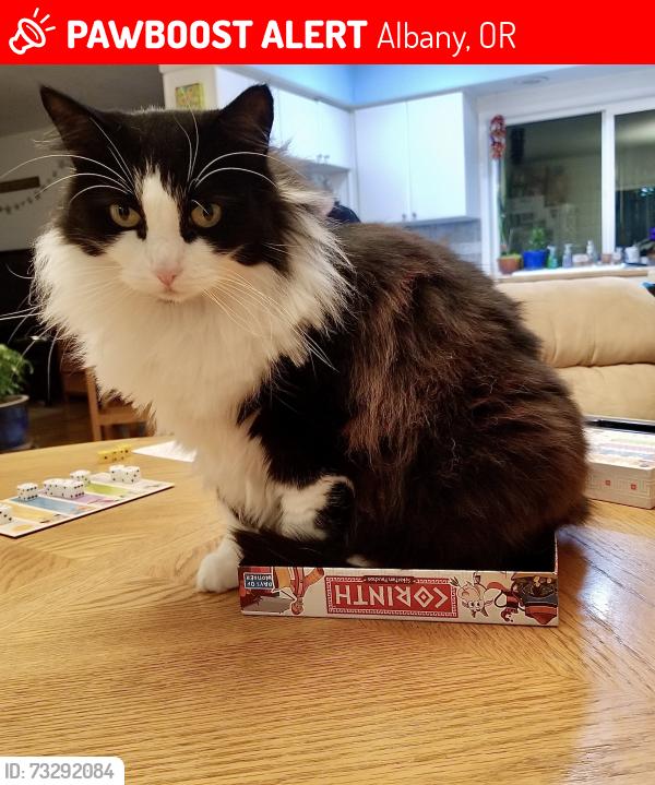 Lost Female Cat last seen 13th Ave. and Sherman, Albany, OR 97321