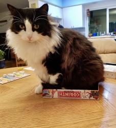 Lost Female Cat last seen 13th Ave. and Sherman, Albany, OR 97321