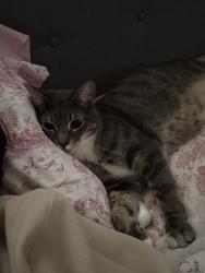 Reunited Male Cat last seen Near E Birch Ct, Ontario, CA 91761, USA, Ontario, CA 91761