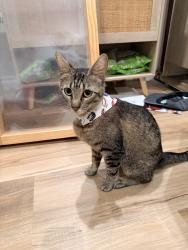 Reunited Female Cat last seen Las lomas Road, Duarte, CA 91010
