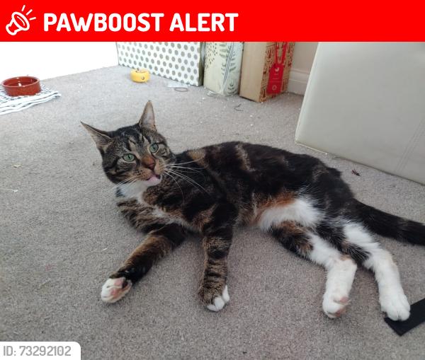 Lost Male Cat last seen Boorley Park, Hampshire, England SO32 2XY