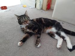 Lost Male Cat last seen Boorley Park, Hampshire, England SO32 2XY