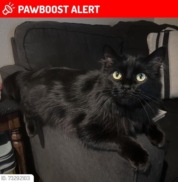Lost Female Cat last seen Wooten rd & Geiger blvd near maverick, Colorado Springs, CO 80915
