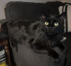 Lost Female Cat last seen Wooten rd & Geiger blvd near maverick, Colorado Springs, CO 80915