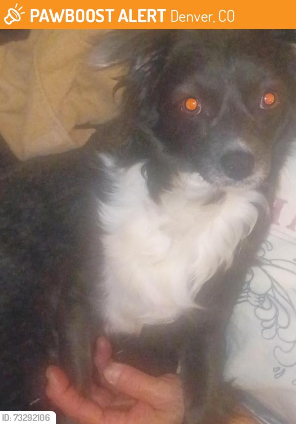 Found/Stray Female Dog last seen Florida & xavier, Denver, CO 80219