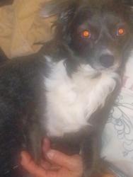 Found/Stray Female Dog last seen Florida & xavier, Denver, CO 80219