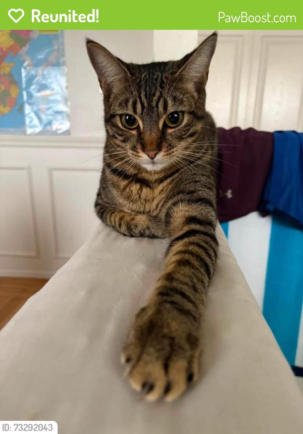 Reunited Male Cat last seen Near Ave &53A St, Delta, BC V4M 1V8