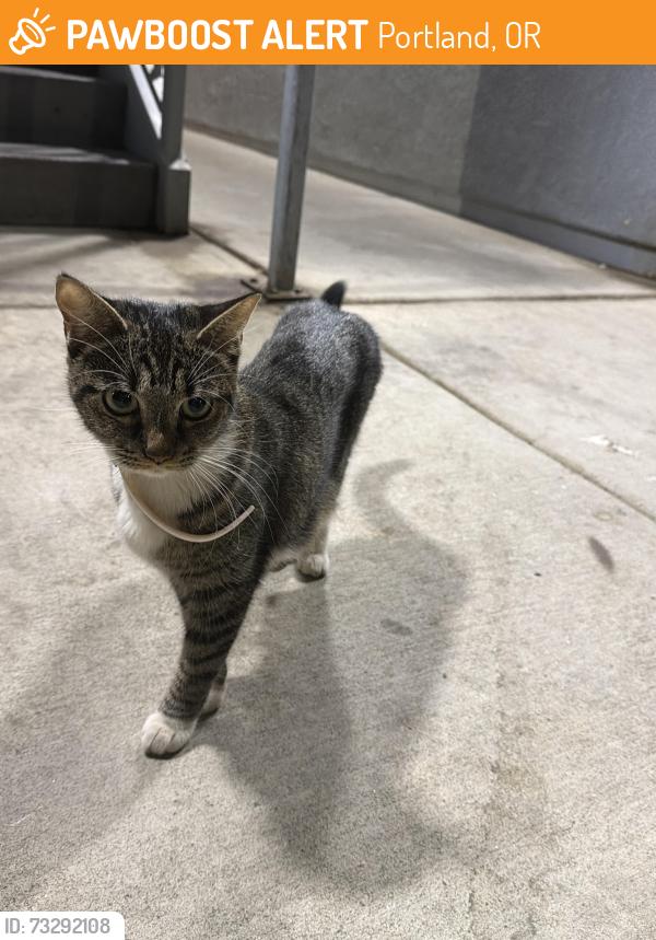 Found/Stray Female Cat last seen Retreat apmts, Portland, OR 97214
