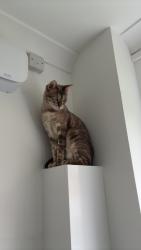 Reunited Male Cat last seen Brunswick Street, Cheshire East, England 