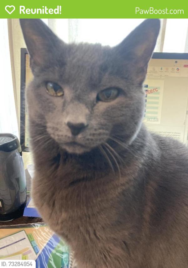 Reunited Male Cat last seen Cypress Lane and Walnut Lane, Elk Grove Village IL, Elk Grove Village, IL 60007