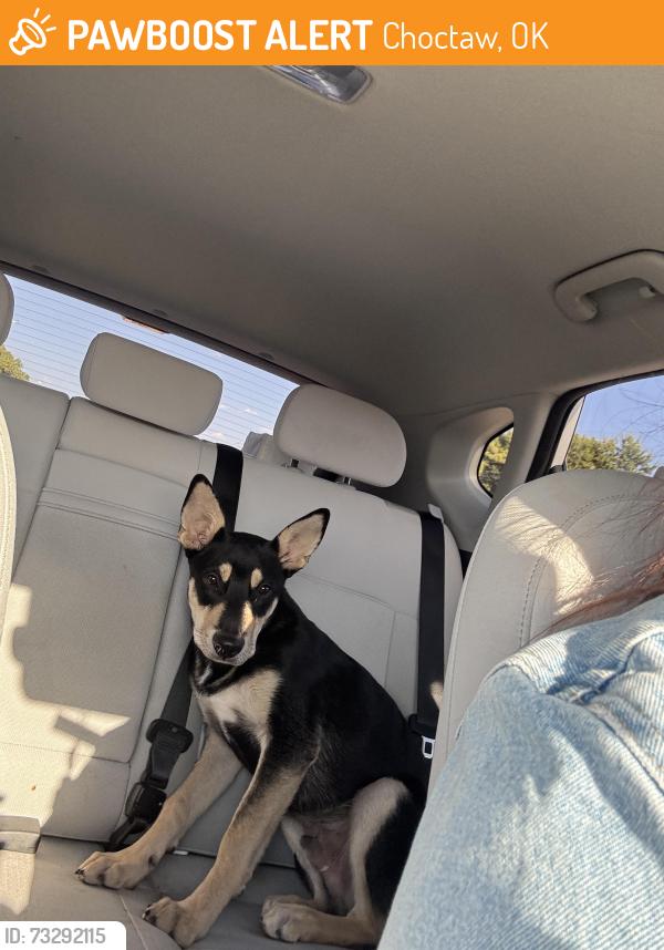 Found/Stray Male Dog last seen Choctaw Library, Choctaw, OK 73020