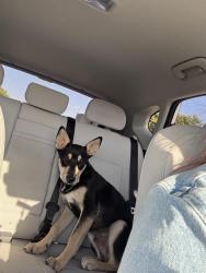 Found/Stray Male Dog last seen Choctaw Library, Choctaw, OK 73020