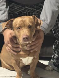 Reunited Male Dog last seen Jackrabbit/vanburen, Buckeye, AZ 85326